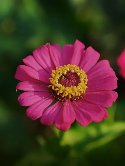 Zinnias are irresistible to butterflies. This bright pink variety with its prominent yellow center is a perfect nectar source for adult butterflies, bringing life to your garden.