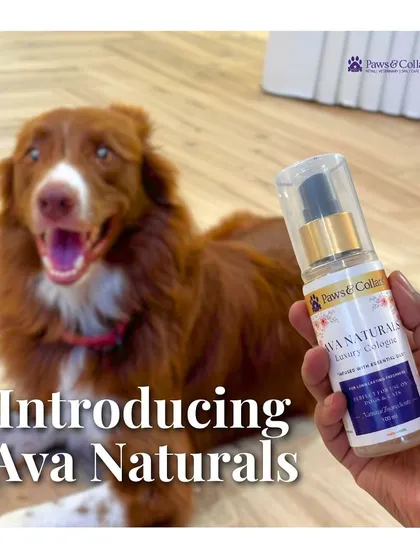 A happy, excited dog looks on as we introduce Ava Naturals. This image captures the positive reaction we aim for with our carefully crafted wellness products.