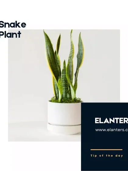 Snake Plant Care Tip: This is one of the easiest plants to own. It tolerates low light and infrequent watering, making it perfect for beginners or busy plant parents.