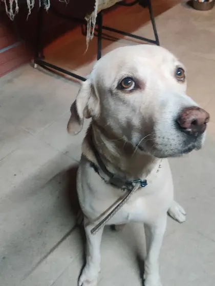 Senior dogs get special attention and care here. We accommodate their need for a calmer pace and a comfortable environment, ensuring they have a peaceful and enjoyable stay.