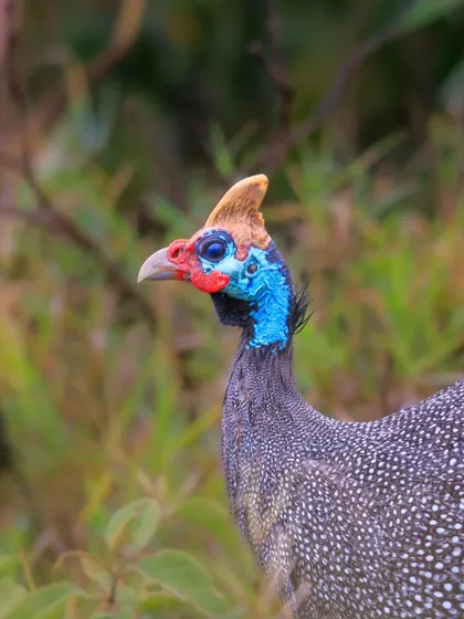A Helmeted Guineafowl, named for the bony casque on its head. These birds are native to Africa and are often seen foraging in noisy, social groups.