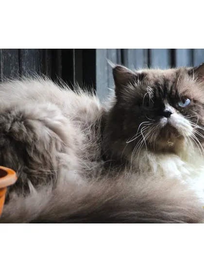 This fluffy Himalayan cat is lounging comfortably, looking content and at ease. We pride ourselves on creating a low-stress environment for all breeds.