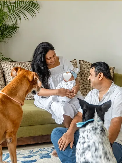 Two curious dogs, one an indie and one a dalmatian mix, watch as their family welcomes a new baby home.