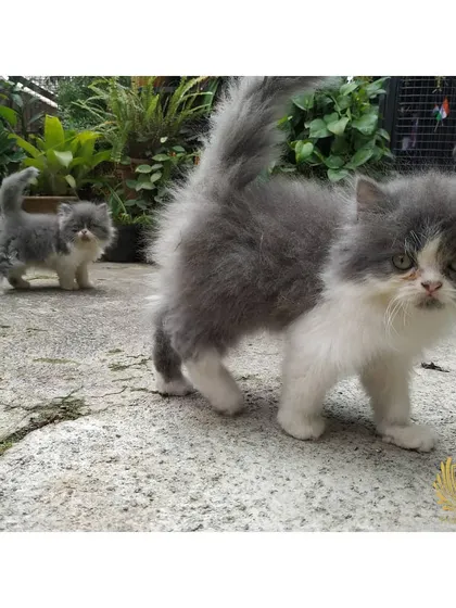 Double trouble! These two grey and white Persian siblings are exploring the grounds of our catio together. Raising kittens with their littermates is key to teaching them important social skills.