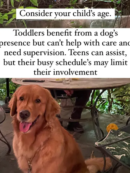 Consider your child's age and maturity level. Toddlers require constant supervision around dogs, while teenagers may have busy schedules that limit their ability to help with care.