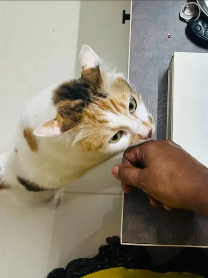 A gentle moment of connection. This cat is giving a little head boop, a sign of trust and affection. We take the time to bond with each pet.
