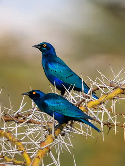 A pair of Greater Blue-eared Starlings perched on a thorny acacia branch. Their iridescent blue-green plumage shines brilliantly in the African sun.