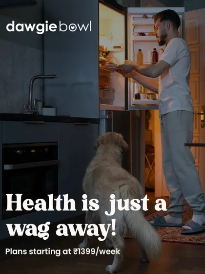 I designed our service for busy pet parents who want the best for their companions without the hassle. Our vacuum-sealed packs are portioned and easy to store in your fridge, making mealtime as simple as opening a pack. Health is truly just a wag away!