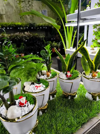 A lineup of our Christmas-themed plant gifts, ready to bring holiday cheer to any home or office.