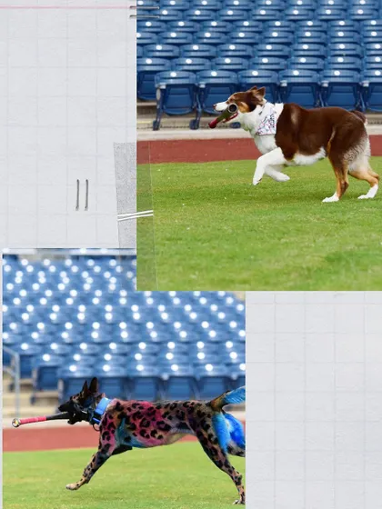 Action shots! Mia and Floki are incredibly fast and focused when it's time to retrieve a bat during the game.