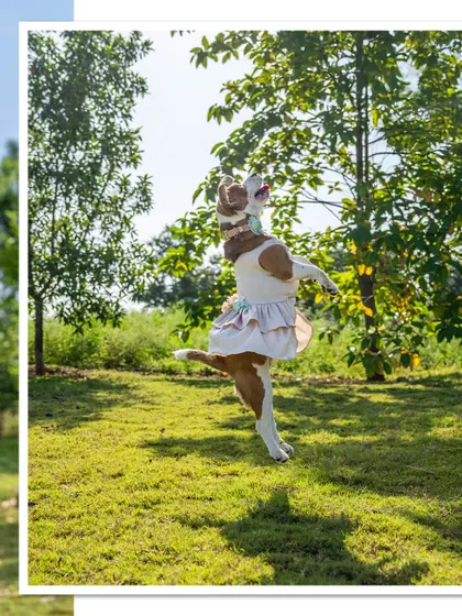 Another one of June the Beagle's incredible jumps. Her athleticism and joy are truly something to behold.