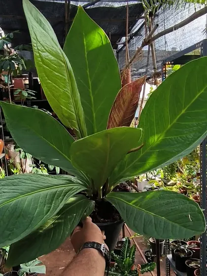 A large and impressive Anthurium with huge, paddle-shaped leaves. These plants add a bold, tropical look to any indoor garden.