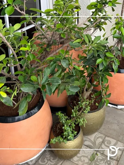 A cluster of Ficus bonsai trees in terracotta and brass pots. This shows how we can group different plants and planters to create a cohesive and stylish indoor garden corner.