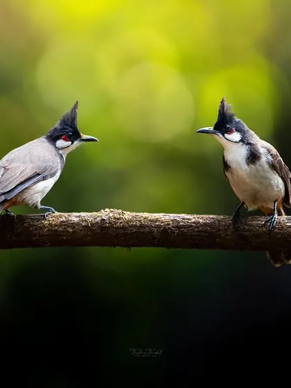 A pair of Red-whiskered Bulbuls face each other on a branch, a moment of connection. Capturing interactions like this tells a deeper story about their social lives.
