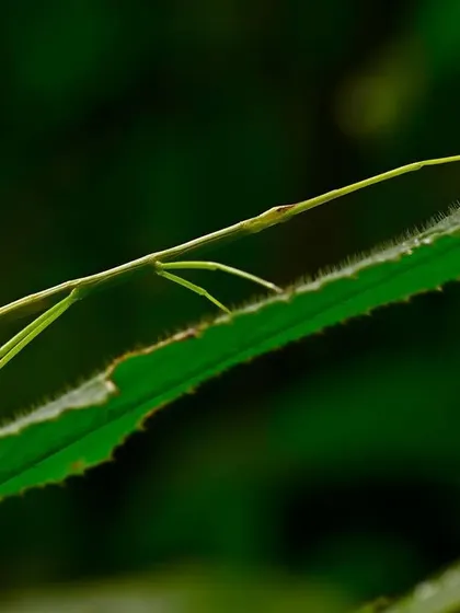 These monsoon weeks are the perfect time to find nature's peerless Stick Insects. Sluggish and spending a lifetime in low foliage, they are almost impossible to spot, perfectly mimicking the twigs and stems around them.