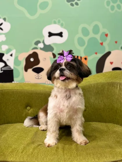Laksha is looking gorgeous with her new haircut and a cute purple bow. We love adding these little finishing touches to make your pet feel extra special.