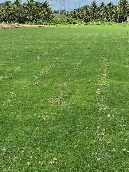 A large field of pure Mexican grass that I supply. We can deliver this quality turf all over India for projects of any size.
