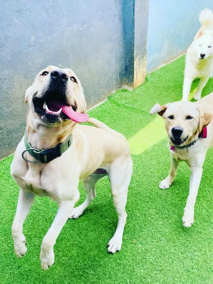 Three happy dogs, including a Spitz and two Labradors, running together. The pack mentality here is all about fun and friendship.