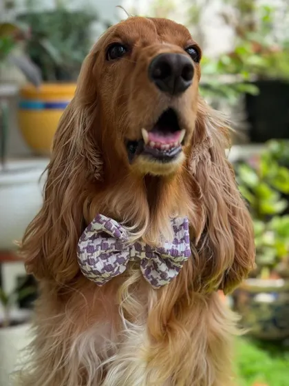 This houndstooth bow from Furry Tags is so chic. Posto looks like a true gentleman.