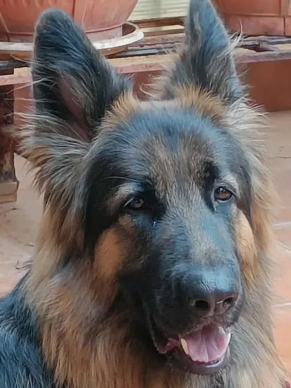 A beautiful close-up of Maya the German Shepherd. She has such intelligent and kind eyes. It's a pleasure to host such a magnificent dog.