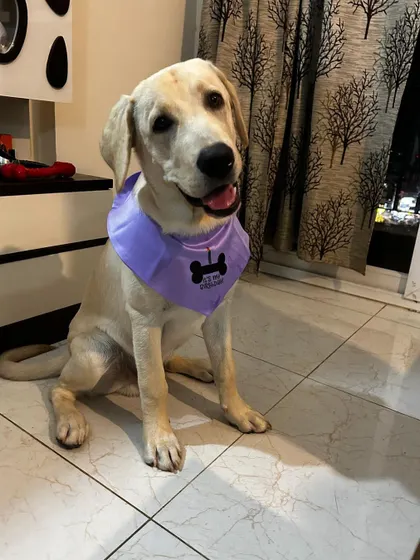 A happy, smiling pup ready for his celebration. We love being a part of these joyous occasions and providing treats that make tails wag.