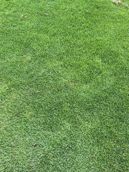 A close-up of a mature Mexican grass lawn. This grass is known for its durability and bright green color.