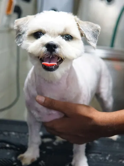 After: Honey is now free from her painful mats and feeling much lighter and happier. Look at that cheerful smile.
