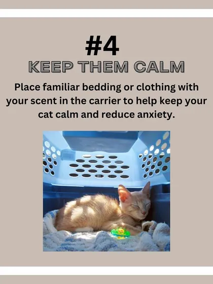 Cat Relocation Tip: Place familiar bedding or an item of your clothing in the carrier. Your scent can help keep your cat calm and reduce anxiety during the move.