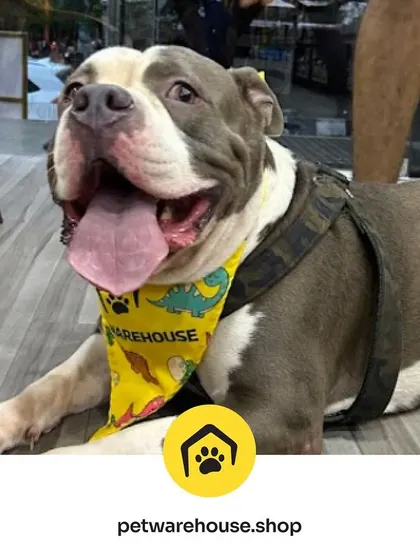 This happy American Bully is all smiles at our store. We love receiving feedback on Google and encourage all our customers to share their experiences.