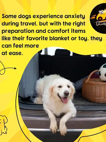 I know some dogs get anxious, so I encourage bringing their favorite blanket or toy to help them feel more at ease.