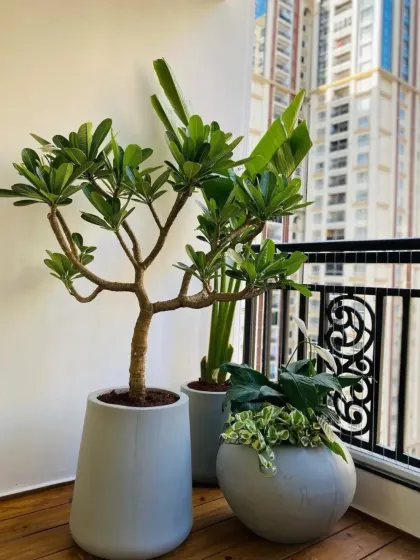 Another pet-safe plant arrangement for a modern apartment balcony. This composition includes a Plumeria (Champa) tree and a Peace Lily, chosen for their beauty and safety, housed in contemporary grey planters.