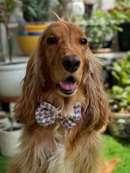 Another shot of the handsome boy in his new bow.