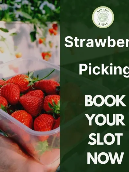 Our strawberry picking event is a seasonal favorite. We invite you to come and fill your baskets with the juiciest, sweetest organic strawberries you have ever tasted. Book your slot to experience this berry delightful day on the farm.