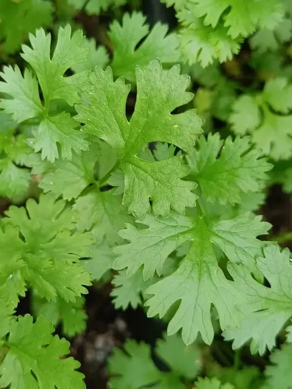 A close-up of fresh coriander leaves. This essential herb is grown year-round in our pods, always ready for harvest.