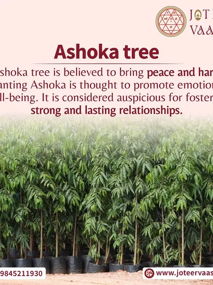 The Ashoka tree is believed to bring peace and harmony. Planting it is thought to promote emotional well-being and is considered auspicious for fostering strong and lasting relationships.