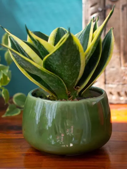 The simple, rounded shape of my mini ceramic planters makes them a timeless choice for housing small plants like this snake plant.