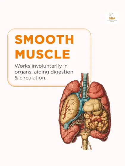 Smooth muscle works involuntarily in your organs, aiding in critical functions like digestion and circulation.