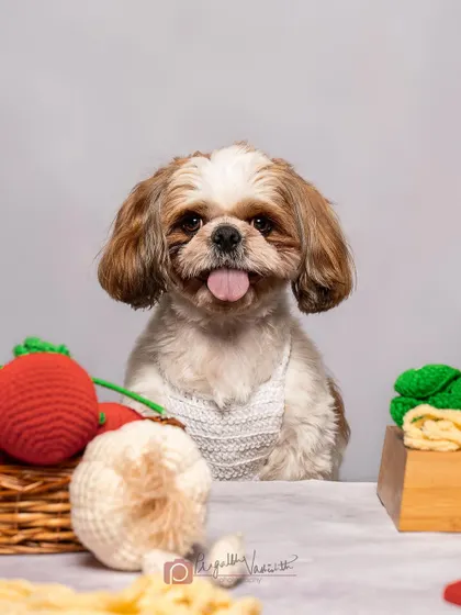 Chef Jack the Shih Tzu, ready to cook up some trouble. Themed shoots like this are a creative way to showcase your pet's character in a studio setting.