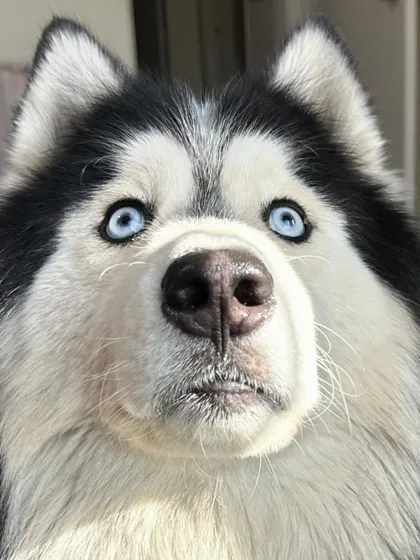 These additional photos showcase the variety of wonderful dogs I have the pleasure of caring for, each with their own unique charm and personality. From playful moments to quiet cuddles, every interaction is special.