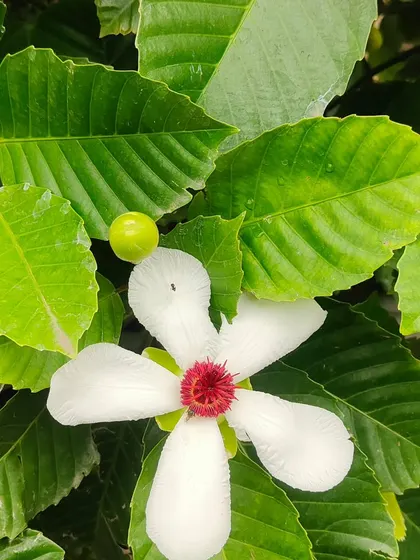 Another angle of the Dillenia indica flower, showing the bloom against its large, textured green leaves.