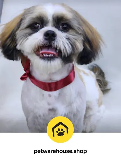 Looking sharp with a fresh haircut and a smart red ribbon. This Shih Tzu is another example of how our grooming can bring out the best in your pet's features.