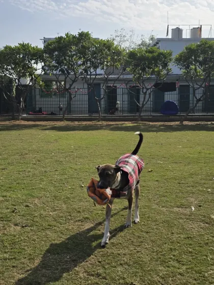 Jumper proudly returning with the toy. The satisfaction of a successful fetch is a wonderful thing to see.