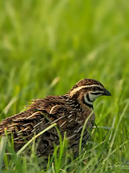 A clear shot of the male Rain Quail in the grass.