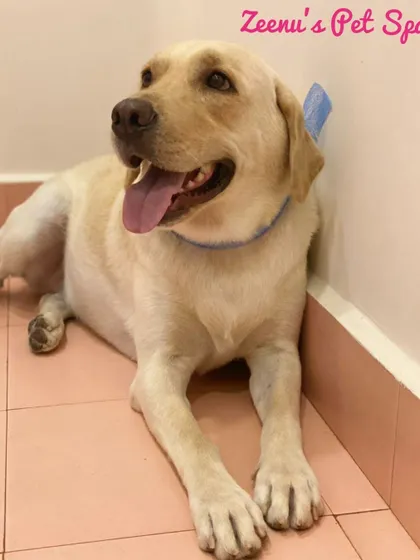 A glimpse of my clean and welcoming spa space. This happy Labrador is relaxing by the pink door after his grooming session.