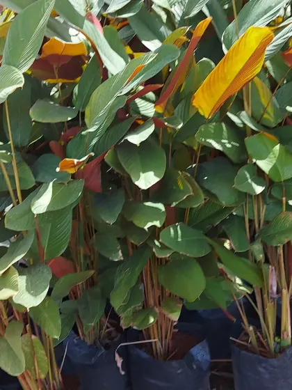 A view of Calathea plants showing the beautiful reddish-purple undersides of their leaves, a characteristic feature of many prayer plants.