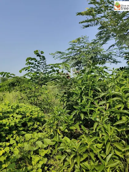 The vibrant, dense foliage at the Arayna site in Chhatarpur. The variety of leaf shapes, sizes, and shades of green is a sign of a healthy, biodiverse plant community.