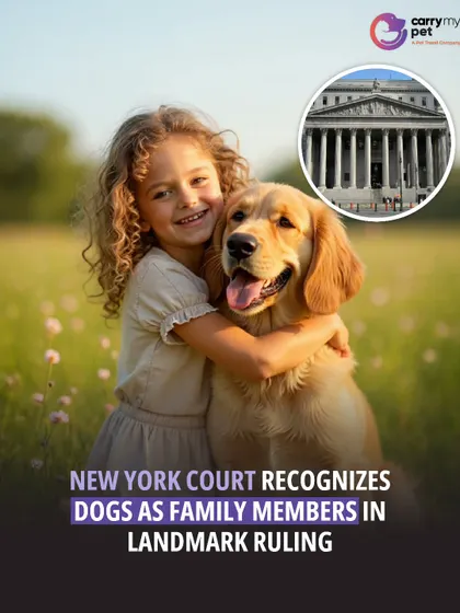A landmark ruling in New York has recognized dogs as family members, not just property. This allows for emotional distress claims and marks a significant step in animal rights law.
