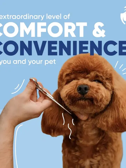 This image of a poodle receiving a careful trim demonstrates the personalized attention I provide. My mobile dog grooming service combines professional results with the ultimate convenience of being at your home.