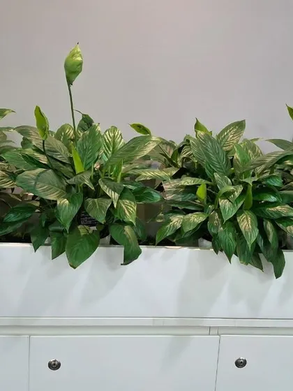 A close-up of the healthy Peace Lilies in our planters. A key part of our rental service is meticulous plant care, ensuring every plant, like this budding Spathiphyllum, remains healthy and beautiful. If a plant isn't thriving, we replace it for free.