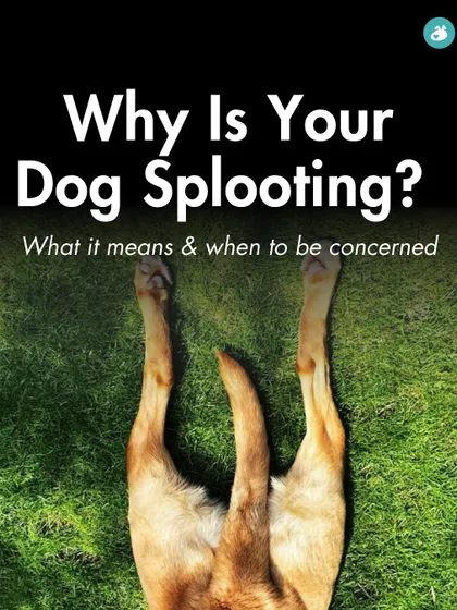 Why is your dog splooting? This guide, created with expert veterinary input, explains what this common behavior means and when it might be a sign of an underlying health concern.